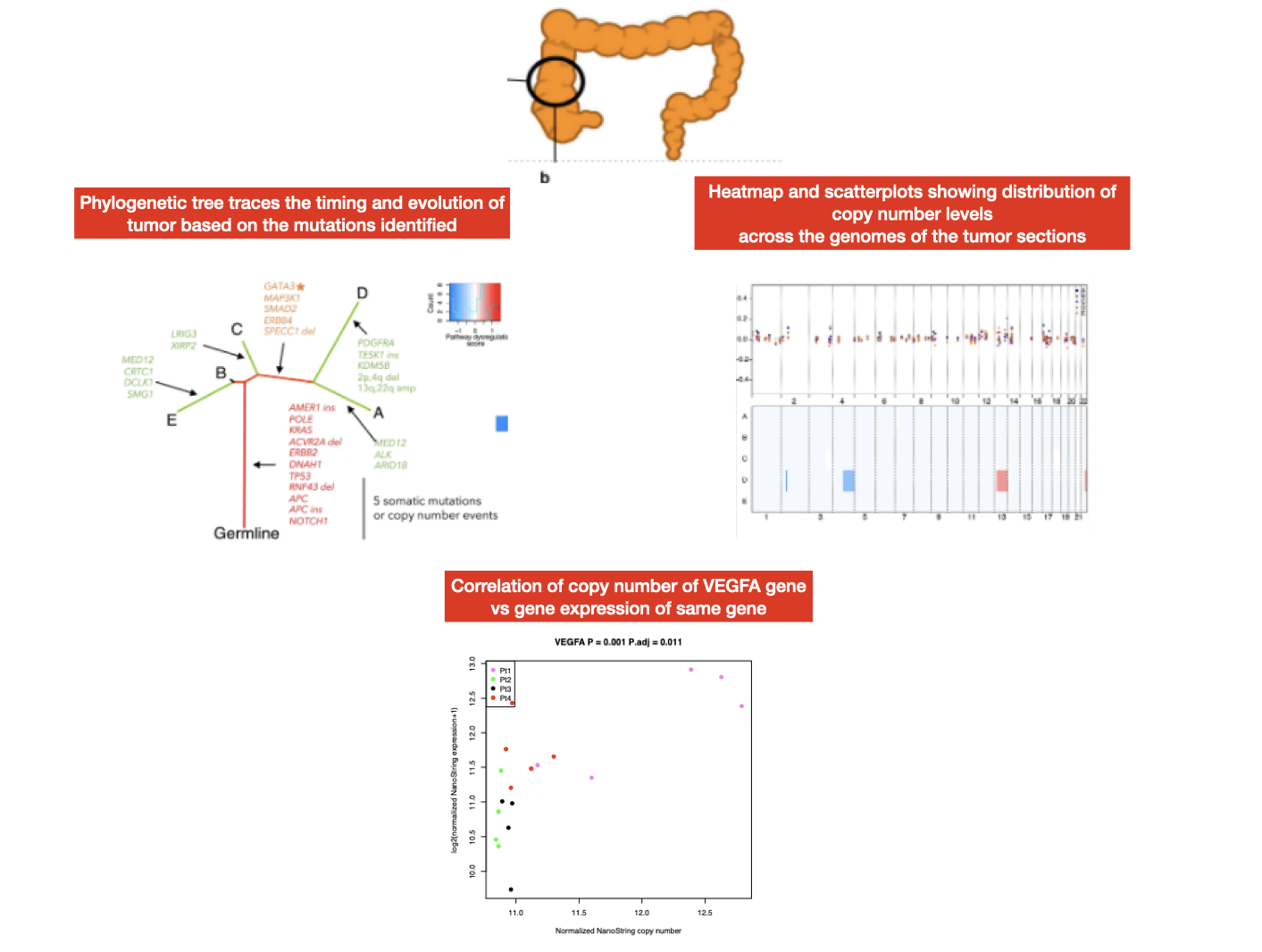 Tumor Heterogeneity in Asian cancers